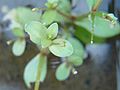 Puštička pouzdernatá (Lindernia procumbens)