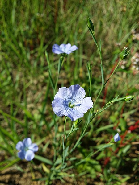 File:Linum usitatissimum sl19.jpg