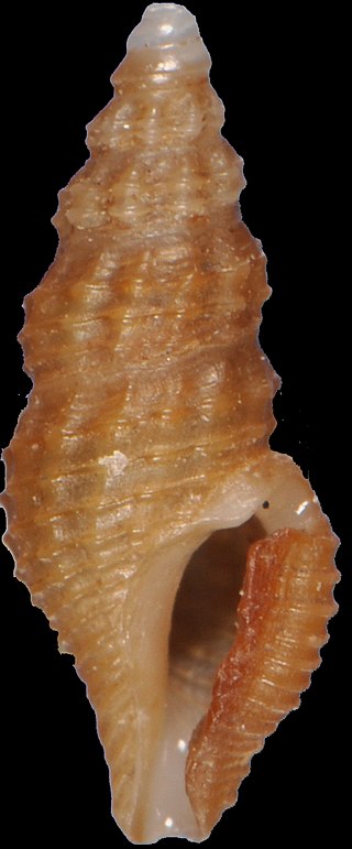 <i>Lioglyphostoma oenoa</i> Species of gastropod