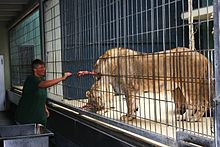 220px-Lion_Feeding.JPG