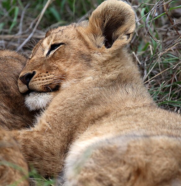 File:Lion cubs (51714363747).jpg