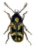 Miniatura para Mycetophagidae