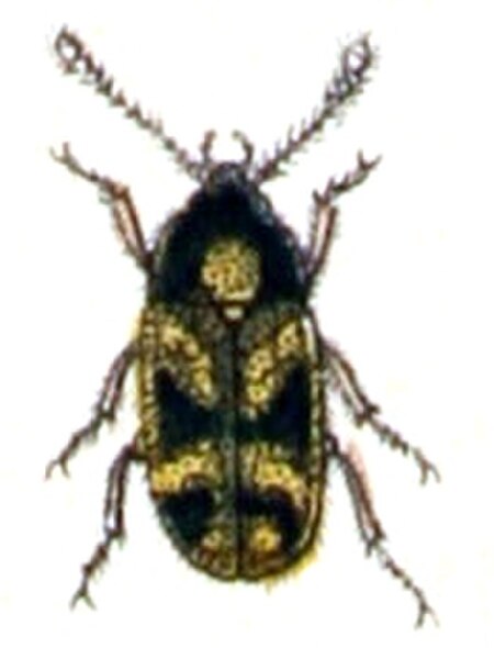 Mycetophagidae