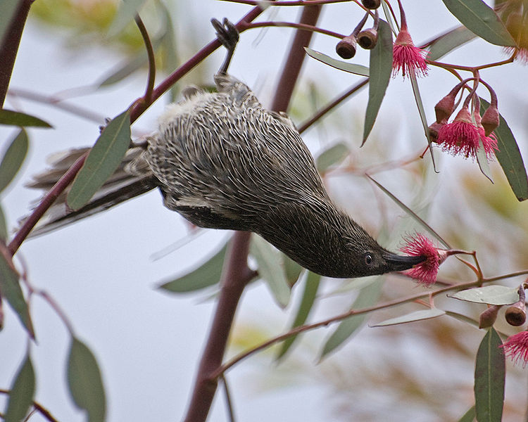 File:Little wattlebird.jpg