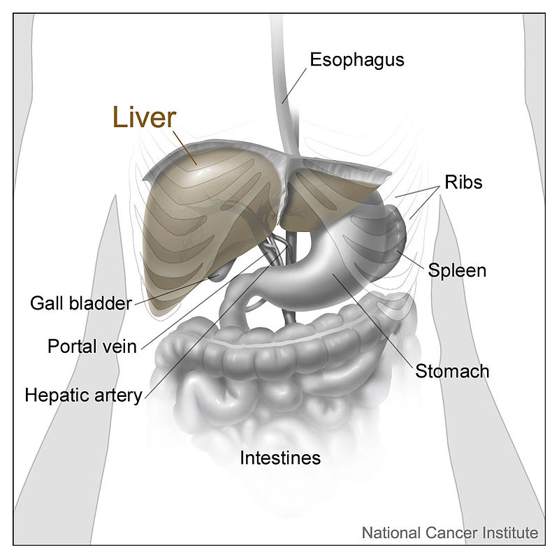 Portal vein - Wikipedia