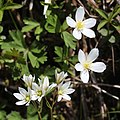 with Anemone flaccida