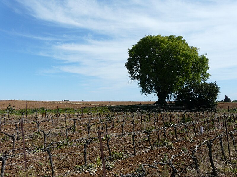 File:Lonely Tree between Montpellier and Boirargues (2396802597).jpg