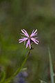 Français : Lychnis flos-cuculi Marais de Belloy-sur-Somme (Somme), France