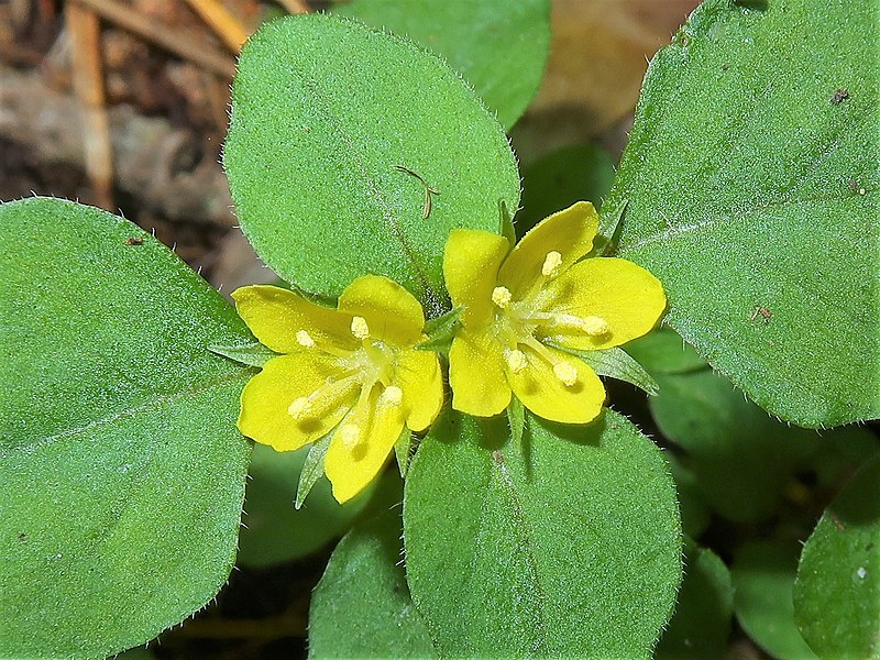 File:Lysimachia japonica 5.JPG