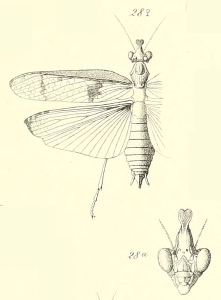 File:Mélanges orthoptérologiques-pg163 (Plate 9) fig 28 28a-Hestiasula Brunneriana-Female.jpg