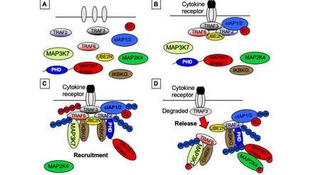 MAP3K1 signal transduction. A. Cytokine receptor prior to ligation by cytokine. B. Recruitment of TRAFs 2, 3 and 6 to the cytokine receptor. C. Ubiquitination of TRAFs. Recruitment of MAP3K1 and MAP3K7 signaling modules to TRAFs and scaffolding. D. Degradation of canonical Ubiquitin-TRAF3 by the proteasome, release of non-canonical Ubiquitin-TRAF2 and -MAP3Ks into the cytoplasm, and activation of MAP2K signaling.