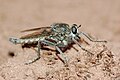 Machiremisca decipiens, mating, Bedarieux, Languedoc-Roussillon, France