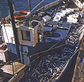 Mackerel boat at Looe - geograph.org.uk - 674272.jpg