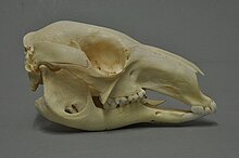 A red kangaroo skull at the Museum Wiesbaden, Germany Macropus rufus 02 MWNH 926.JPG