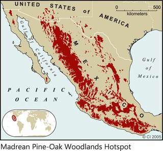 <span class="mw-page-title-main">Madrean pine–oak woodlands</span> Subtropical woodlands in the US and Mexico