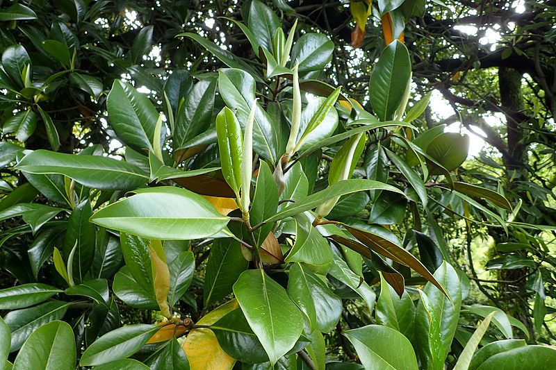 File:Magnolia grandiflora kz4.jpg
