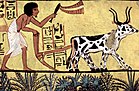 Sennedjem plows his fields with a pair of oxen, c. 1200 BC