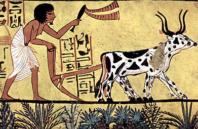 Labour avec araire Égypte antique sous le règne du Pharaon Ramsès II, XIIIe siècle av. J.-C. Tombeau TT1 de la vallée des nobles