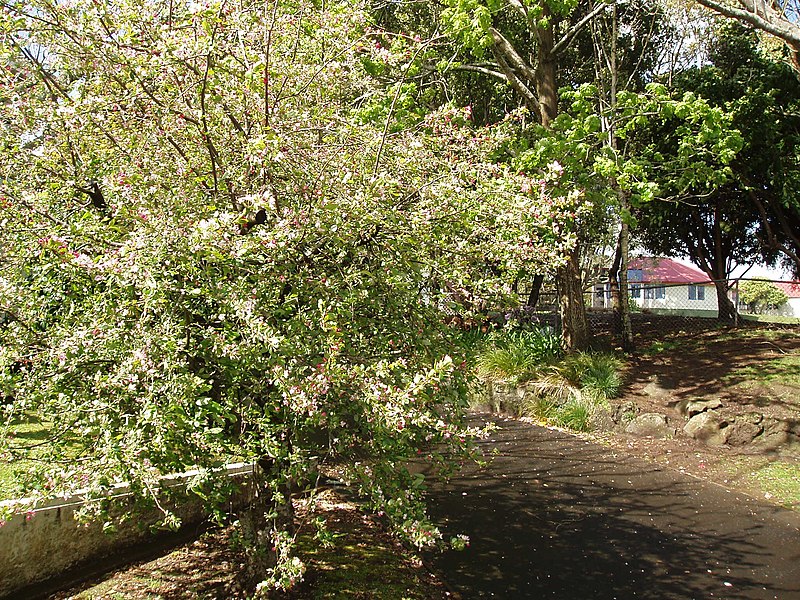 File:Malus floribunda Van Houtte (AM AK293636-2).jpg