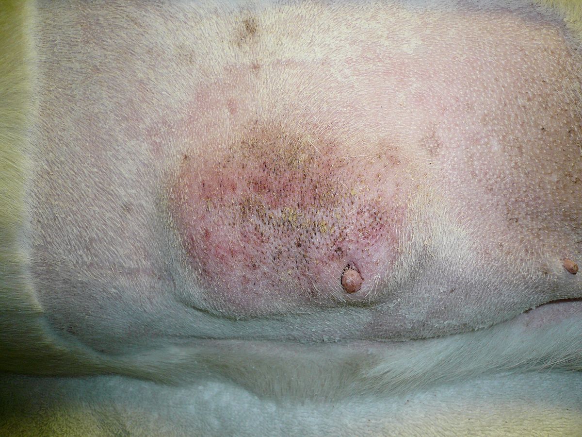 Mammary Tumor Wikipedia