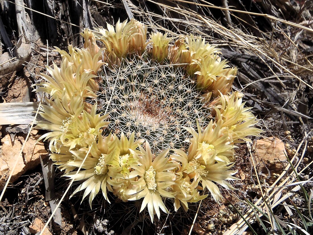 Mammillaria heyderi