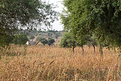 Champ de Millet.