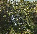 Unripe fruits