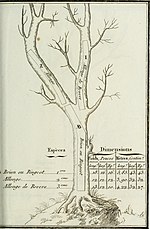 Vignette pour Bois de marine