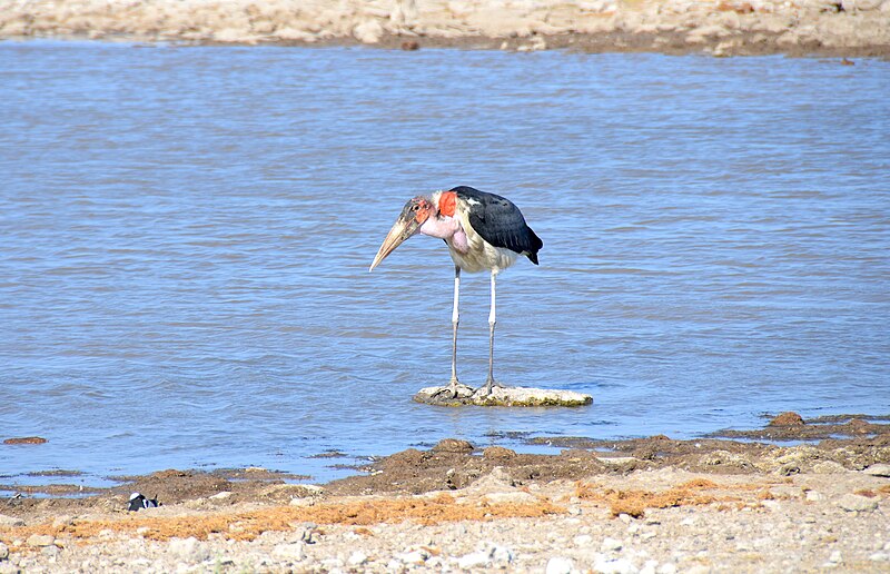 File:Marabou stork at Etosha National Park, Namibia.jpg