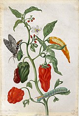 Plant study with peppers