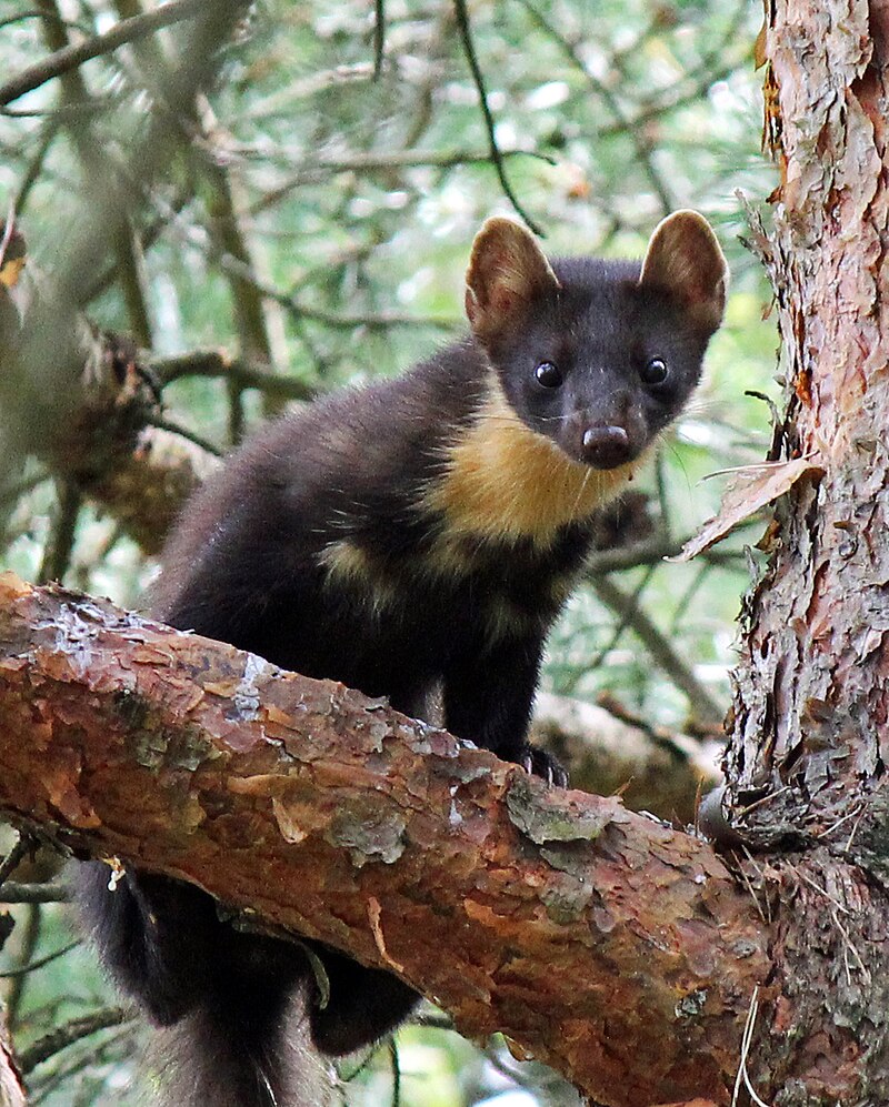 En mård i Sverige.