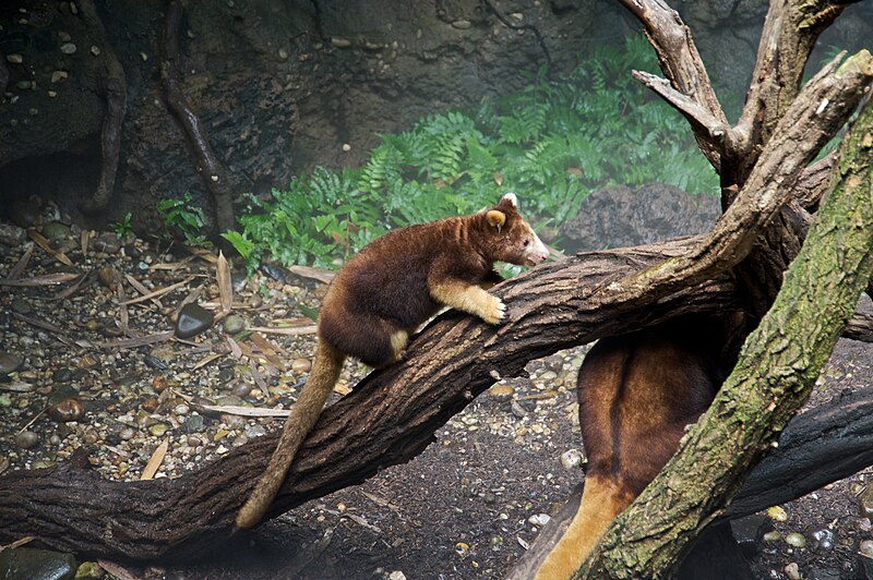 File:Matschies tree kangaroo Dendrolagus matschiei at Bronx Zoo 1.jpg