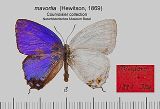 <i>Drina mavortia</i> Species of butterfly