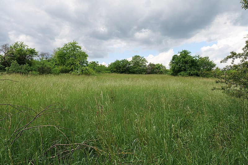 File:Meadow in Glindow 2022-05-25 11.jpg