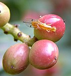Megastigmus pistaciae