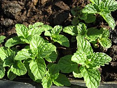 Mentha piperita (2).JPG