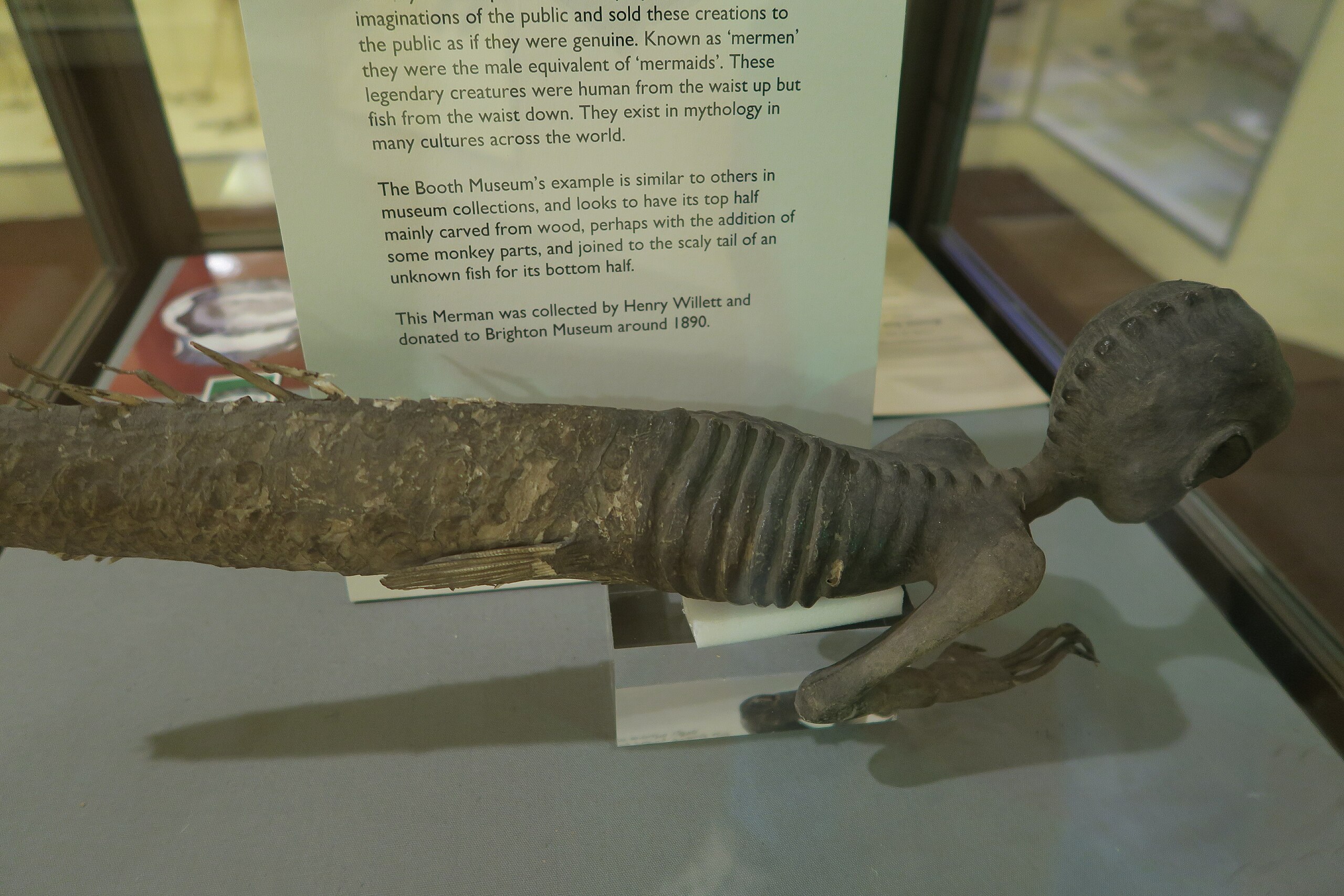 File:Merman in Booth Museum of Natural History 2.jpg - Wikipedia