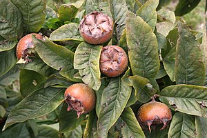 Mespilus germanica St-Cyr-Montmalin 08 septembre 2014 0363.JPG