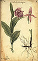 Cypripedium macranthos Illustration by: Daniel Gottlieb Messerschmidt (1720)