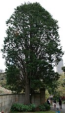 Cultivated, Sydney Botanic Gardens, New South Wales, Australia