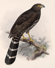 Micrastur semitorquatus 1902.jpg