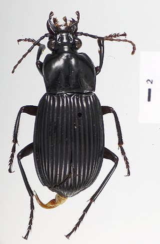 <i>Microcephalus</i> (beetle) Genus of beetles