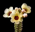 Micromyrtus flaviflora - Flickr - Kevin Thiele.jpg