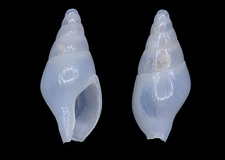 <i>Mitrella inaccessa</i> Species of gastropod