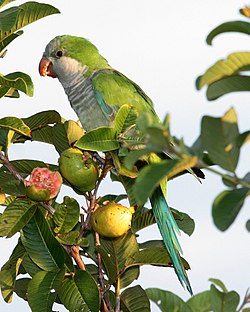 Monk Parakeet (Myiopsitta monachus) -Argentina-8.jpg