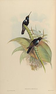 Der Blauschulter-Andenkolibri 