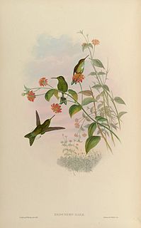 <span class="mw-page-title-main">Emerald-bellied puffleg</span> Species of hummingbird