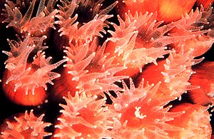Coral: Características, Clasificación de los corales, Características