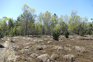 Bog meadow with gentian