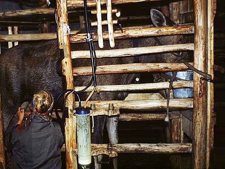 Collecting moose milk at Kostroma Moose Farm in Russia